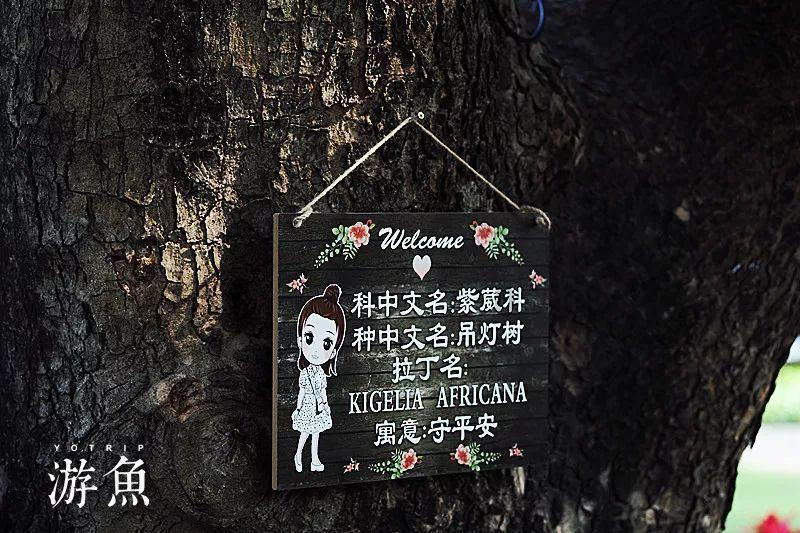 寻找萌小老虎